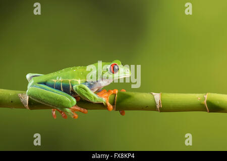 red eyed tree frog sitting on branch Stock Photo