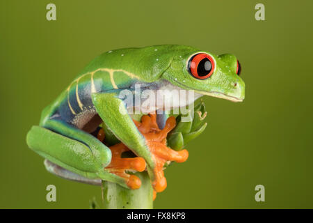 red eyed tree frog sitting on branch Stock Photo