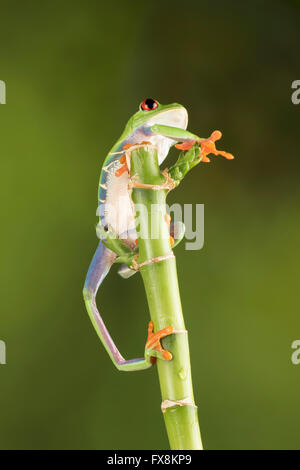 red eyed tree frog sitting on branch Stock Photo