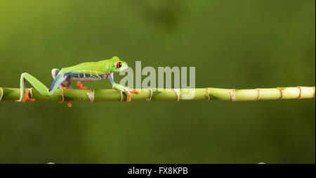 red eyed tree frog sitting on branch Stock Photo