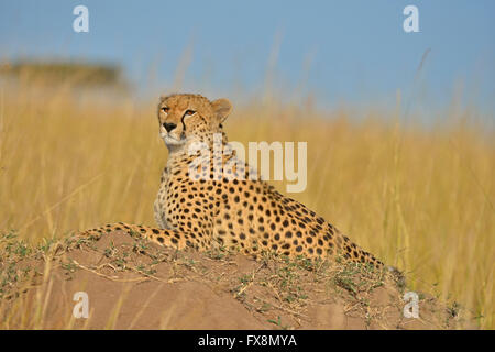 Wild cheetah looking out while sitting on a termite mound in the grasslands of Masai Mara in Kenya, Africa Stock Photo