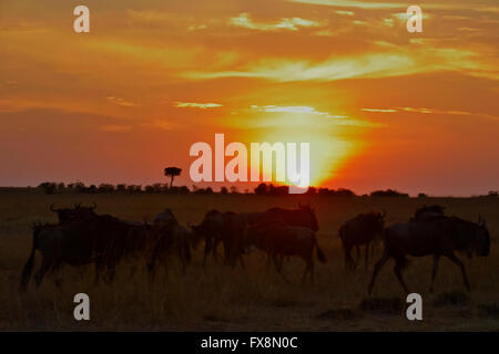 Backlit Blue Wildebeest herds at sunset in Masai Mara during the great annual migration in the grasslands of Masai Mara in Afric Stock Photo