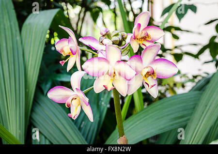 Branch blooming orchid flower in greenhouse garden Stock Photo