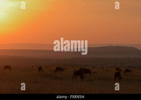 Backlit Blue Wildebeest herds at sunset in Masai Mara during the great annual migration in the grasslands of Masai Mara Stock Photo