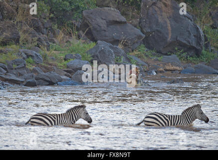 Crocodile attacking Zebras in the water while crossing the Mara River during the great annual migration in Masai Mara, Africa Stock Photo