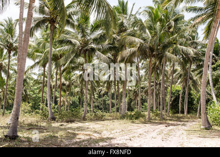 Sandy dirt track going through a coconut palm forest Stock Photo