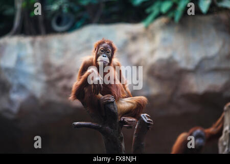 Portrait of female orangutan in the Leipzig Zoo Stock Photo