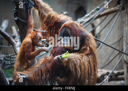 Portrait of father and kid orangutans in the Leipzig Zoo Stock Photo