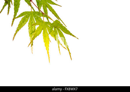 Japanese maple leaves with dew drops over white background Stock Photo