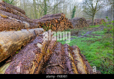 Pile of newly cut logs from trees in a wood in the UK. Stock Photo