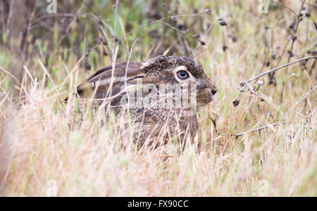 black-tailed jackrabbit (Lepus californicus) - American desert hare, camouflaged Stock Photo
