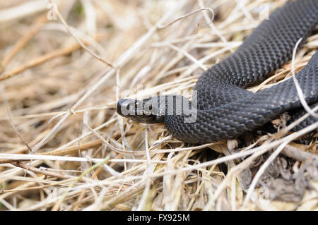 Common European Viper (Vipera berus) in April. Stock Photo