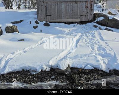 Otter tracks in snow, march 2016 Stock Photo - Alamy
