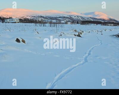 Otter tracks in snow, march 2016 Stock Photo - Alamy