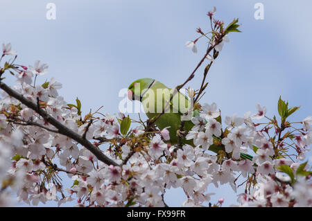 Parakeet on blooming tree in St James's Park, London England United Kingdom UK Stock Photo