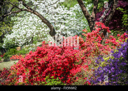 Vibrant spring colors at beautiful Honor Heights Park in Muskogee, Oklahoma, USA. Stock Photo