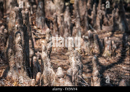 Cypress knees. Stock Photo