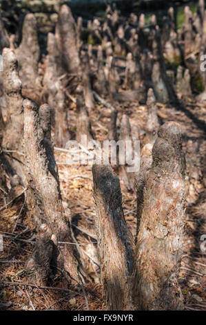 Cypress knees in Muskogee, Oklahoma. Stock Photo