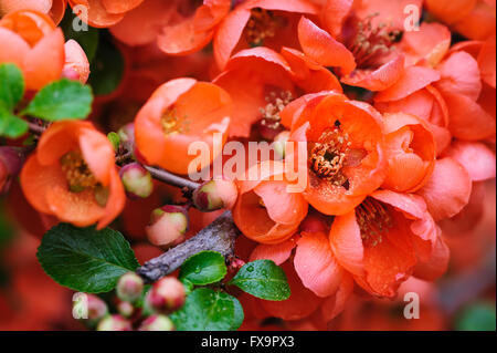 Flowering quince closeup Stock Photo