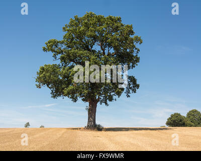 solitary oak tree on sunny summer day in a harvested wheat field in Kent, England, UK Stock Photo