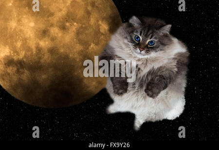 funny cat flying in the night sky with the full moon on background Stock Photo