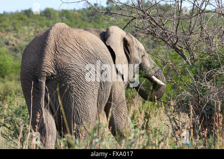 elephant eating tree Stock Photo