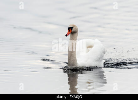 Mute swan (Cygnus olor) Stock Photo