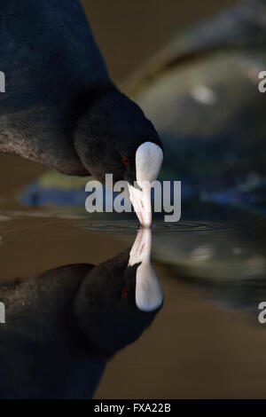 Black Coot / Eurasian Coot / Blaessralle /  Blaesshuhn ( Fulica atra ), close up, drinking some water with a nice mirror image. Stock Photo