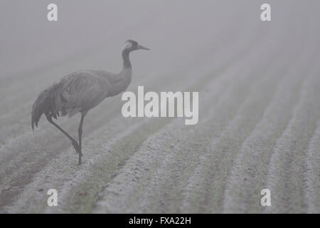 Common Crane / Grauer Kranich ( Grus grus ) walking over a foggy field searching for food. Stock Photo