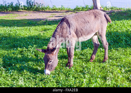 Cute Donkey Eating Green Grass Stock Photo - Alamy