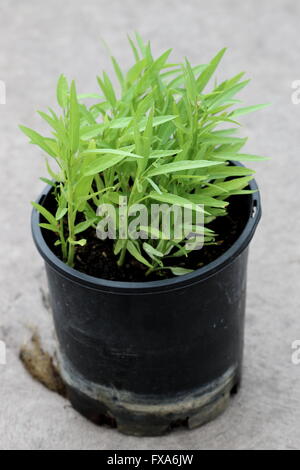 Growing Ipomoea aquatica or known as Kangkong, Kangkung, water spinach, river spinach, water morning glory, in a pot Stock Photo