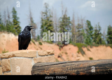 A raven with an open beak, perhaps calling, sitting on a stone pillar overlooking a canyon. Stock Photo