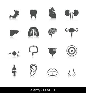 Internal organs of a human black icons in set collection for design ...