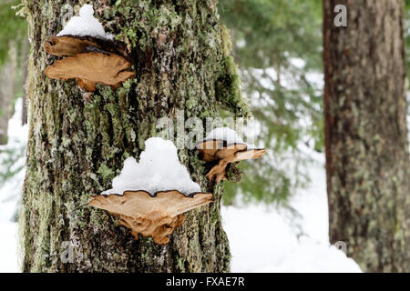 Snow covered shelf fungus on trees in the winter forest Stock Photo