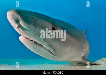 Eye of Tiger Shark (Galeocerdo cuvier), nictitating membrane closing to ...