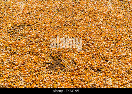 Corn is spread out on a woven plate to dry in the sun, Bung, Solo Khumbu, Nepal Stock Photo