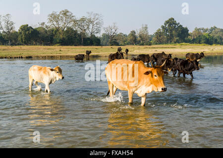 A herd of cows is crossing a shallow river, Sauraha, Chitwan, Nepal Stock Photo