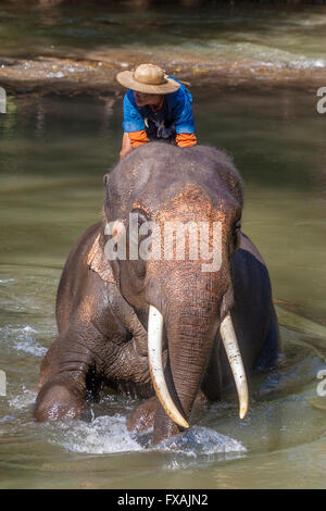 Thailand Chiang Mai Elephant and mahout at bath time in Chiang Dao elephant training camp Stock Photo