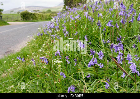 Roadside grass verge with flowering Bluebells growing beside a country road in May. Isle of Arran Hebrides Scotland UK Britain Stock Photo