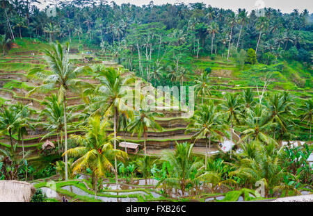 Tegallalang rice field. Bali. Indonesia, Asia. Stock Photo