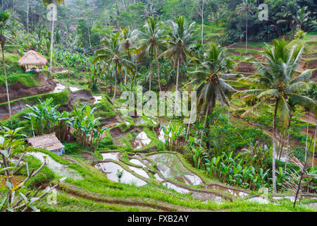 Tegallalang rice field. Bali. Indonesia, Asia. Stock Photo