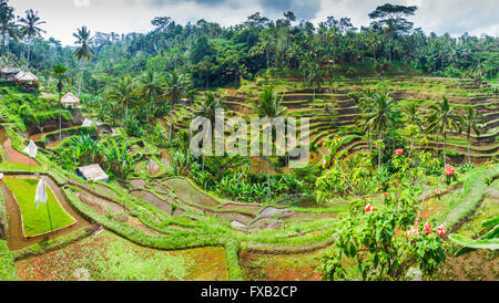 Tegallalang rice field. Bali. Indonesia, Asia. Stock Photo