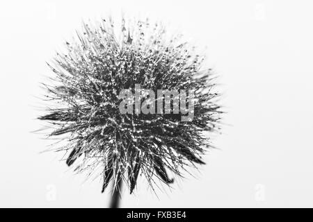 Black and white version of old dandelion flower covered with morning droplets of dew. Stock Photo