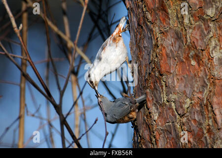 Male Eurasian Nuthatch feeds female in spring Stock Photo
