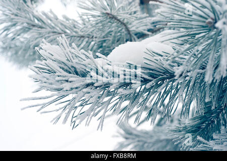 pine tree branch needles covered by fresh snow Stock Photo