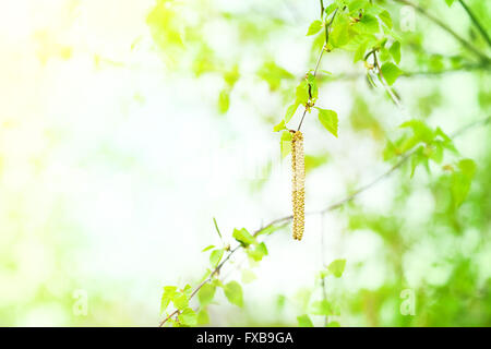 Spring background with green leaves and birch catkins Stock Photo