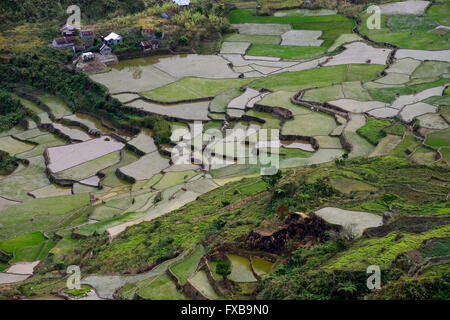 PHILIPPINES, Mountain Province, Cordilleras, rice farming on rice terrace in mountains near Sagada / PHILIPPINEN, Mountain Province, Cordilleras, Reisanbau und Reisfelder in Terrassen in den Bergen bei Sagada Stock Photo