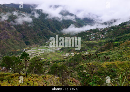 PHILIPPINES, Mountain Province, Cordilleras, rice farming on rice terrace in mountains near Sagada / PHILIPPINEN, Mountain Province, Cordilleras, Reisanbau und Reisfelder in Terrassen in den Bergen bei Sagada Stock Photo