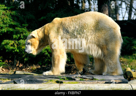 Closeup of polar bear (Ursus maritimus) walking of profile Stock Photo