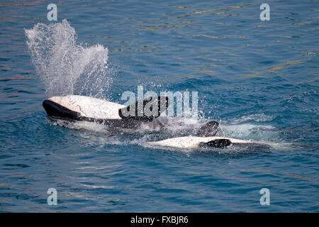 Two killer whales (Orcinus orca) swimming on the back with big splash Stock Photo